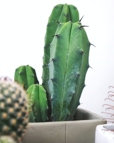 green cactus plant on white pot
